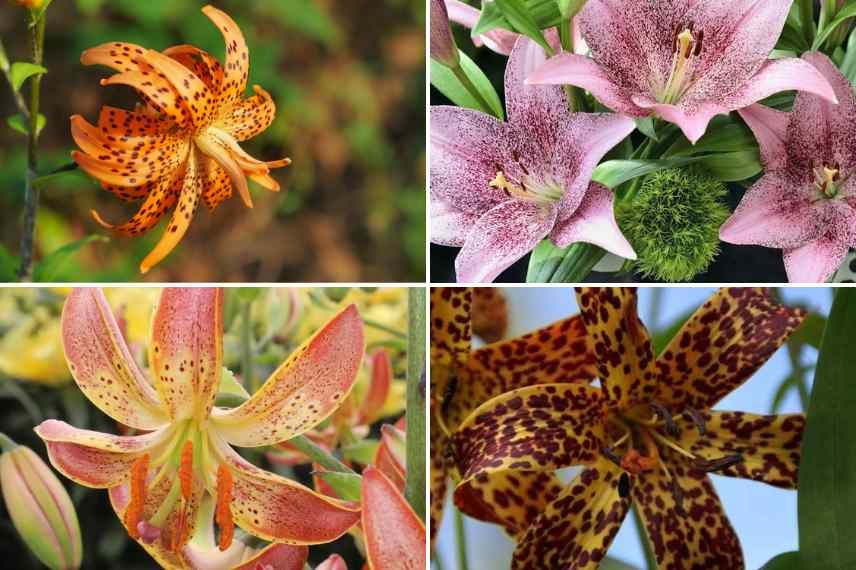 lis fleur tachetee ou maculee