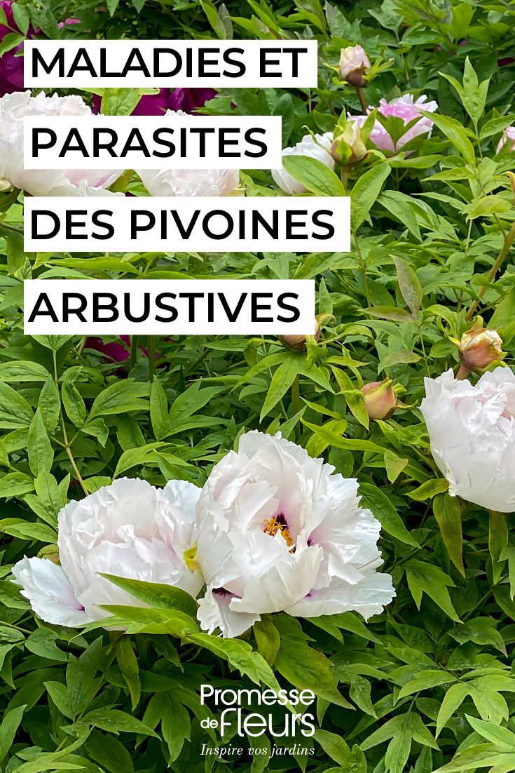 soigner les pivoines arbustives