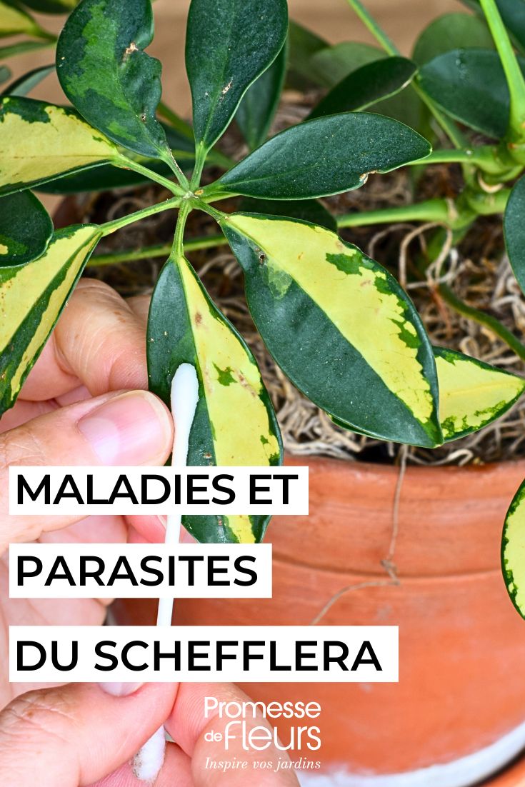 maladies parasites Schefflera