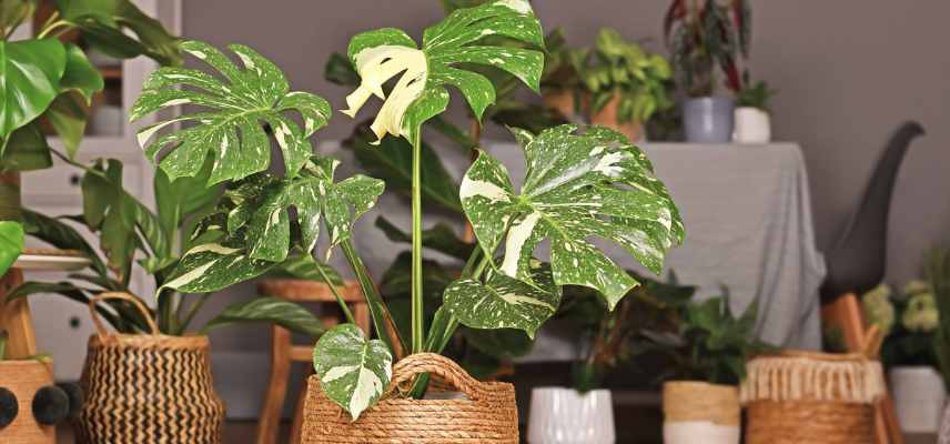 Monstera soins selons saisons