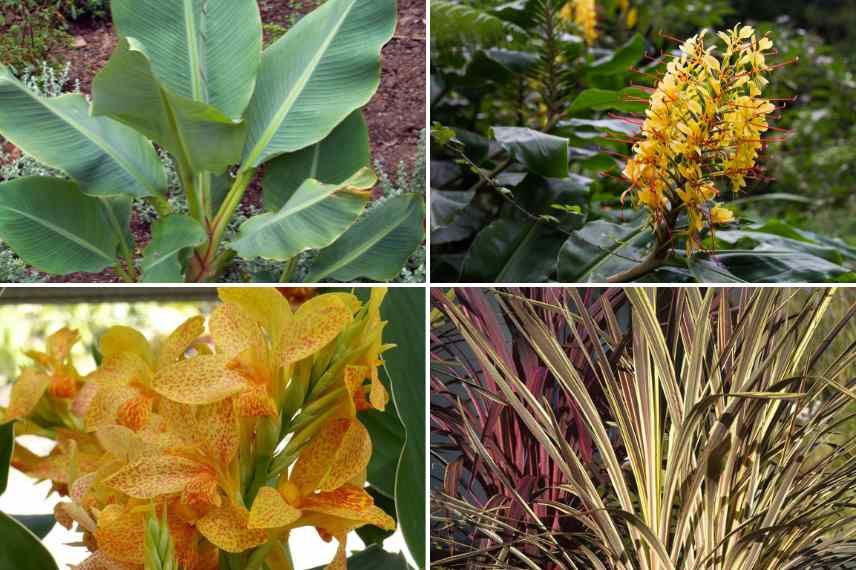 associer bananier petit jardin