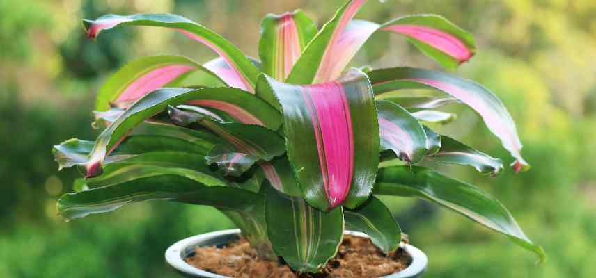 Neoregelia soins hiver