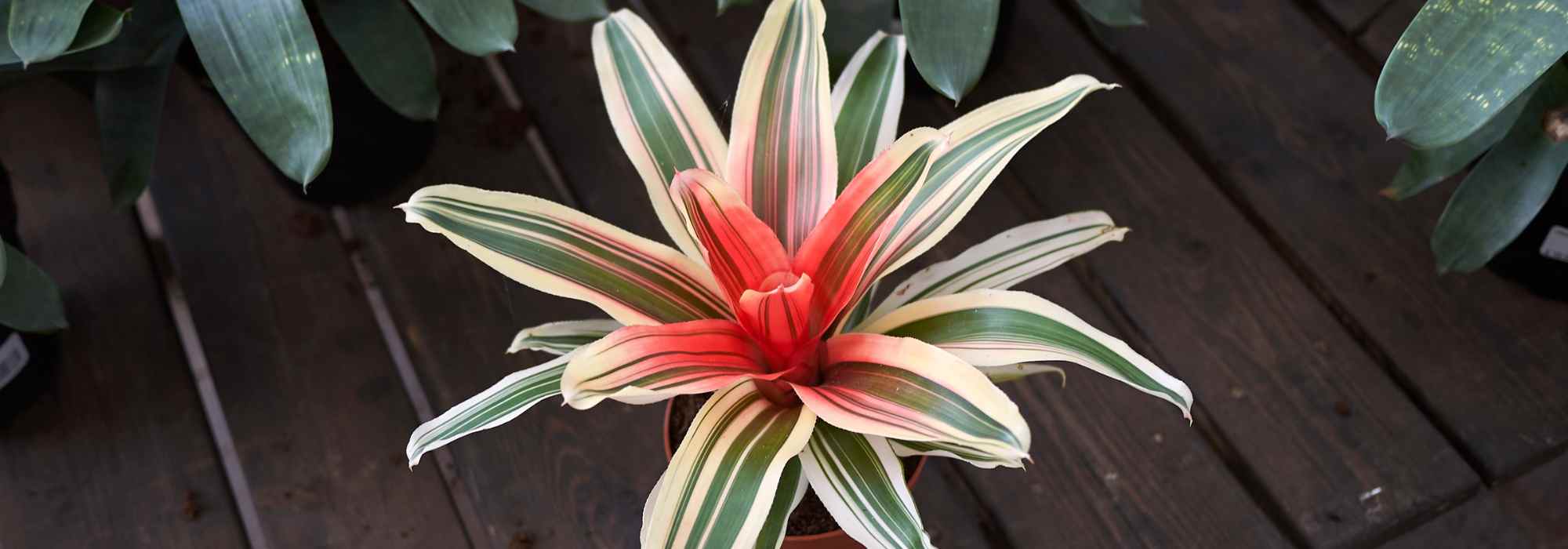 Neoregelia : l’entretien au fil des saisons