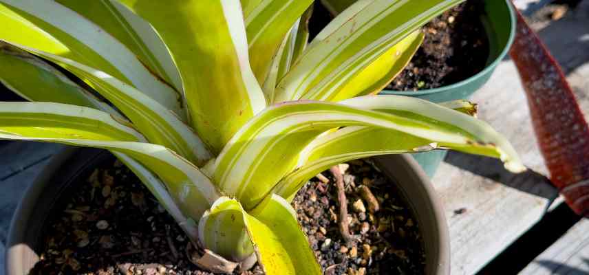 Neoregelia entretien printemps