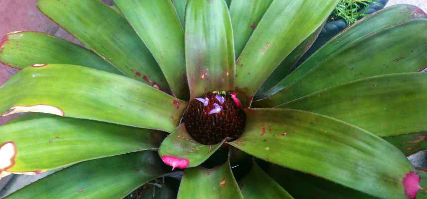 Neoregelia