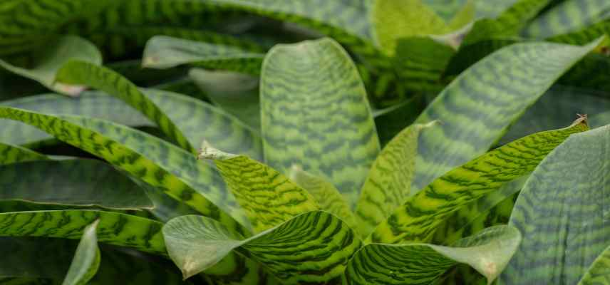 Neoregelia entretien ete