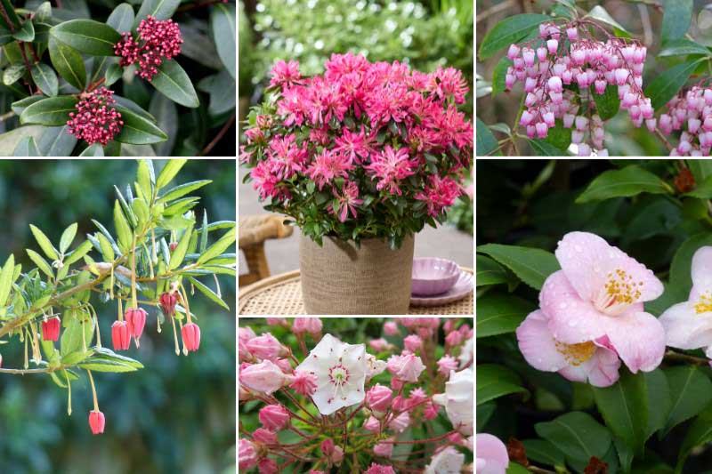 Arbustes de terre de bruyère et azalée 'Pink Star'