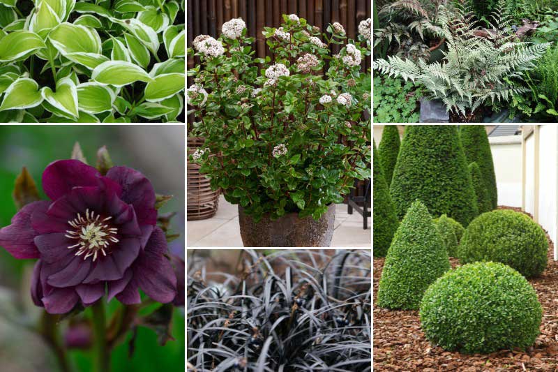 Jardin graphique avec le laurier-tin 'Rock'n Rolla'