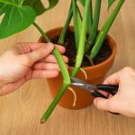 Comment bouturer le Monstera ?