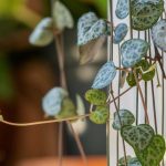 Plantes d’intérieur suspendues : la déco prend de la hauteur