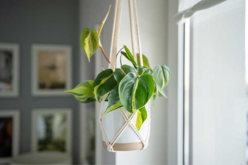 Suspension plante d'intérieur macramé - Philodendron