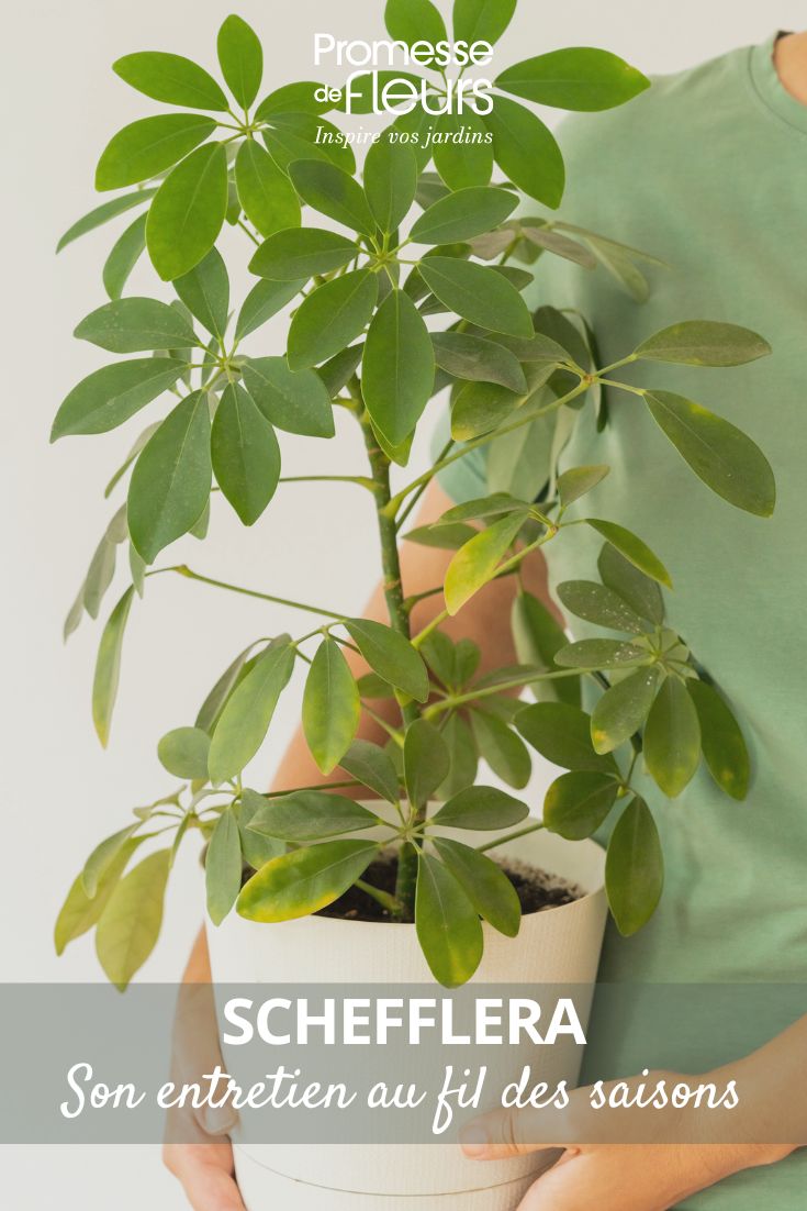 un schefflera en pot