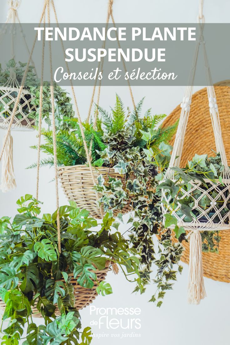 plantes suspendues