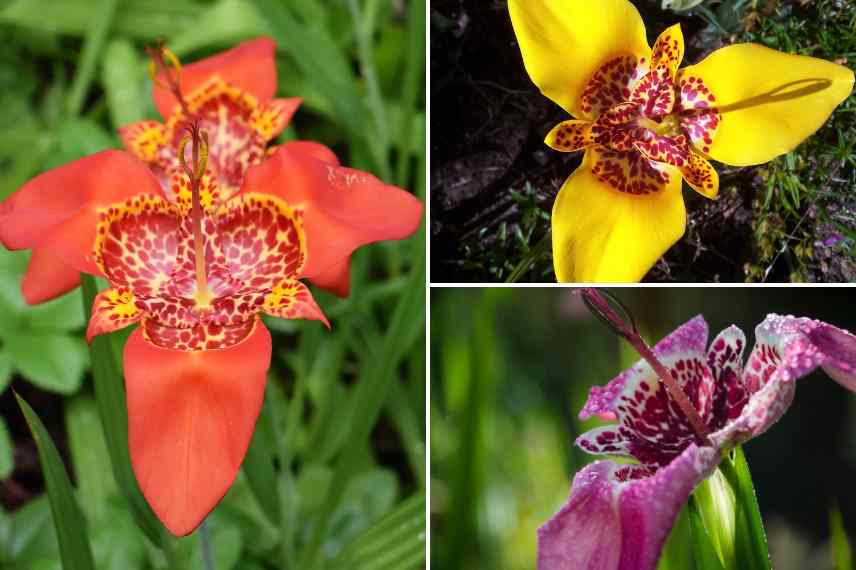 fleurs tachetees mouchetees