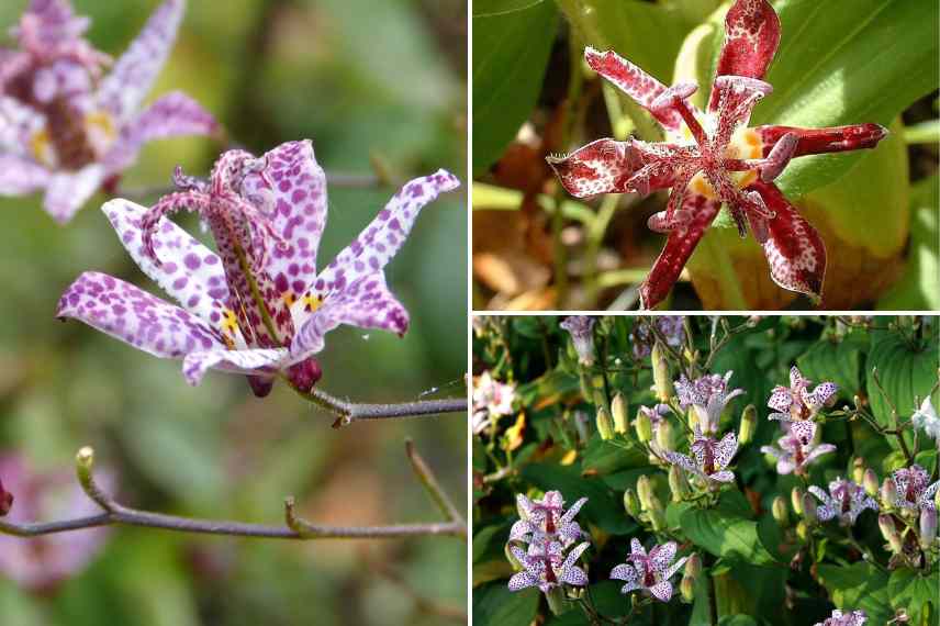 floraisons tachetees