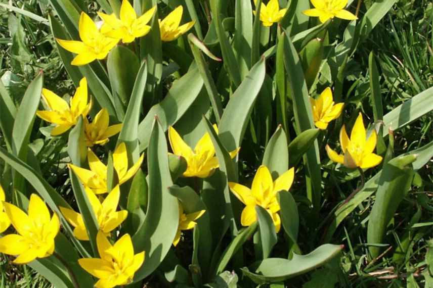 tulipe precoce la plus petite