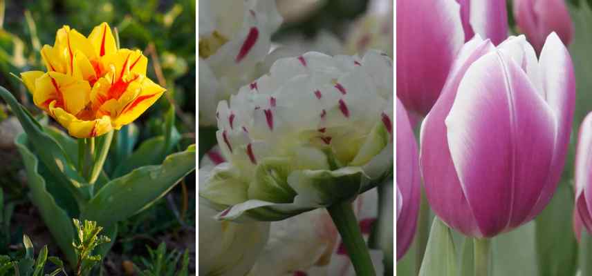 tulipes bicolores