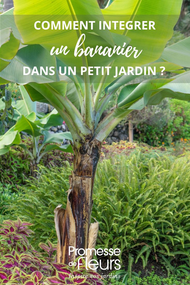 integrer bananier dans un petit jardin cour patio