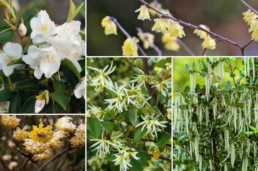 comment associer loropetalum massif