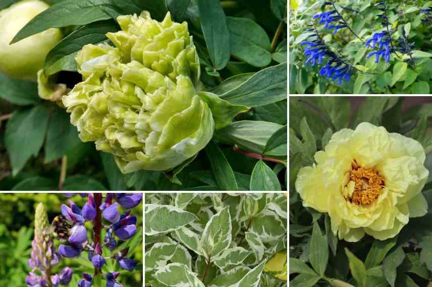 pivoine arbustive amenagement idees massif