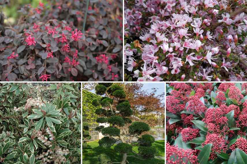 comment associer le loropetalum