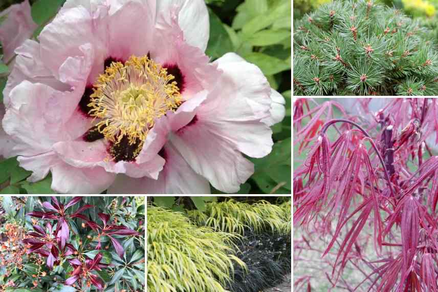 associer pivoine dans massif