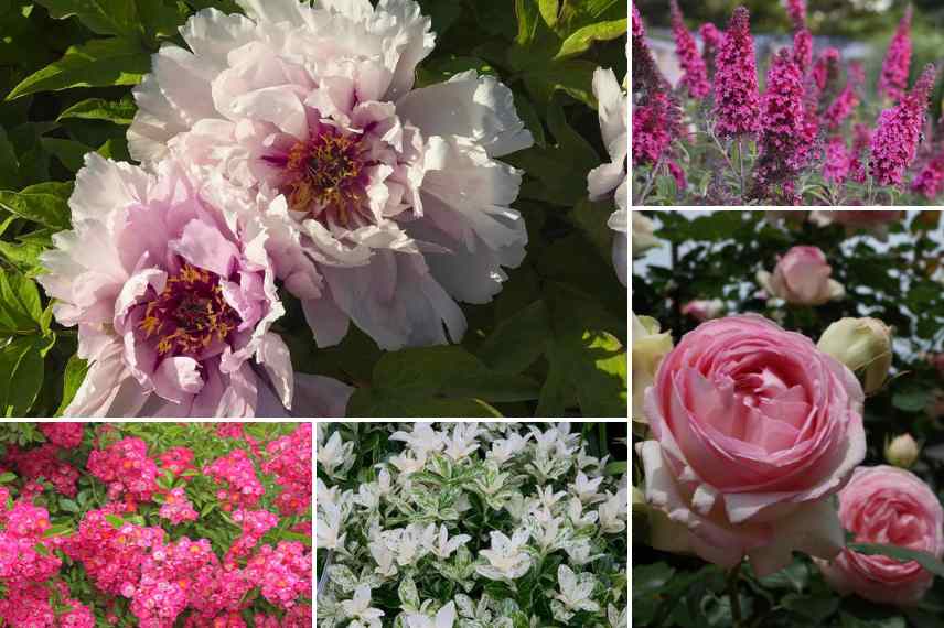 associer pivoine arbustive et roses