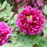 Associer les pivoines arbustives dans un massif