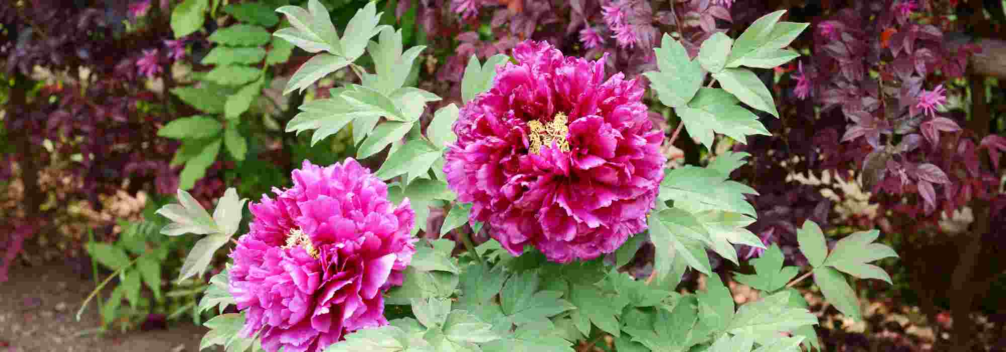 Associer les pivoines arbustives dans un massif