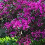 Comment associer le Loropetalum ?