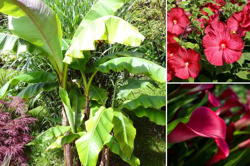 bananier dans petit jardin plantation associations