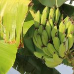 Comment avoir un bananier qui fait des bananes en France ?