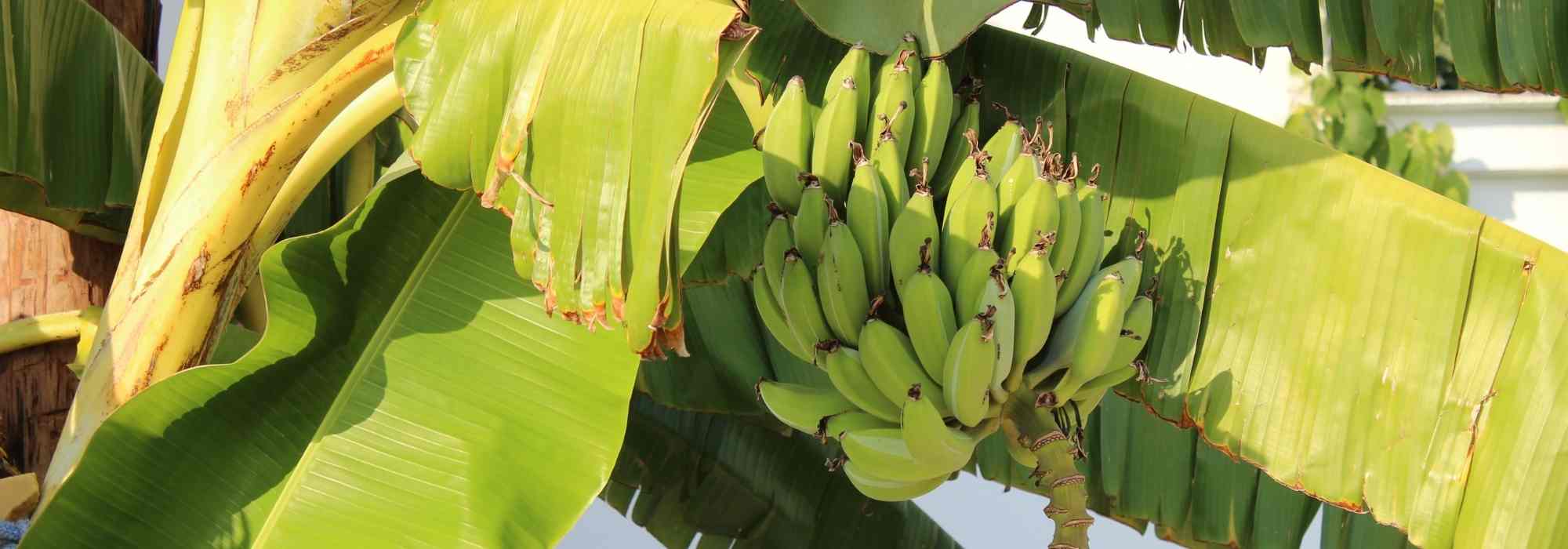 Comment avoir un bananier qui fait des bananes en France ?