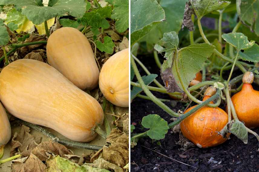 butternut et potimarron : les différences