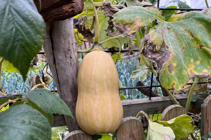 culture de la butternut