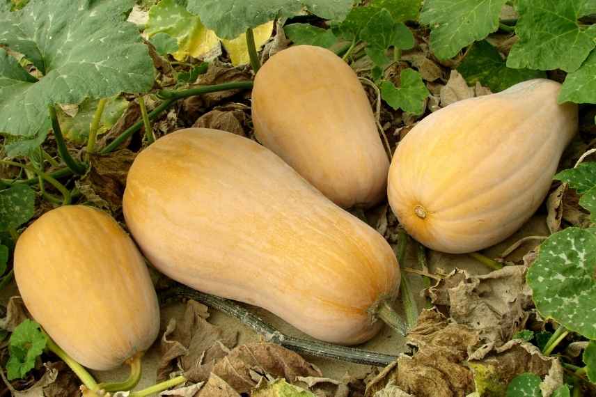 courge butternut : nos conseils de culture