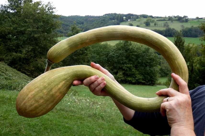 courge srares