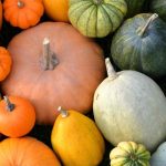 Les différentes familles de courges : choisir les bonnes variétés pour son jardin