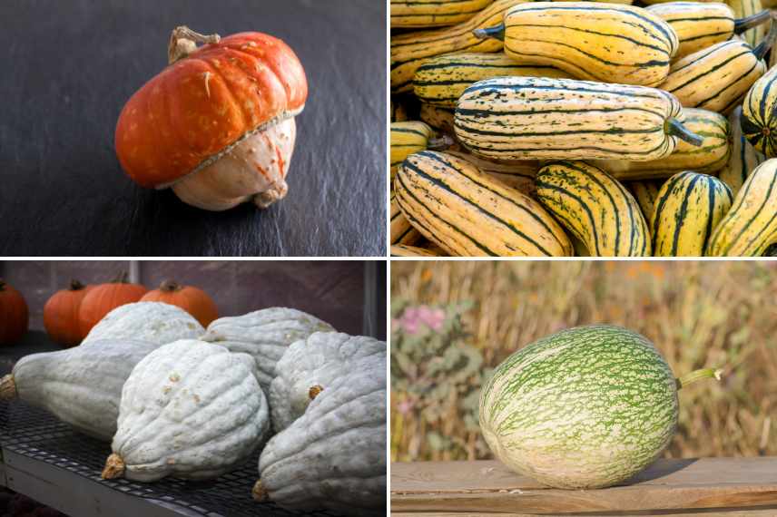 courges très peu connues