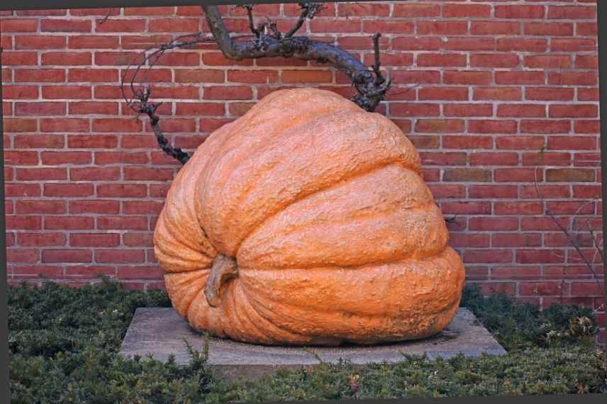 courges géantes culture