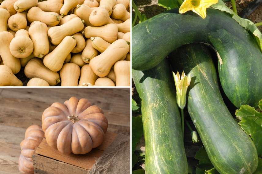 famille des courges (cucurbita moschata)