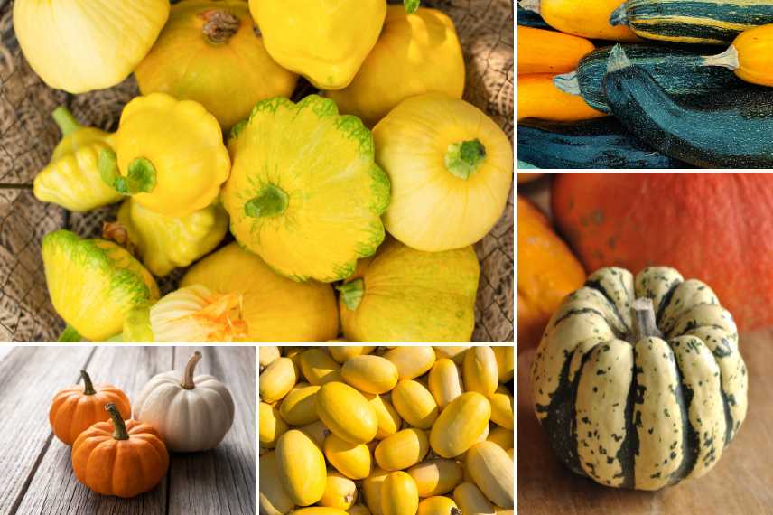 famille de courges (Cucurbita pepo)