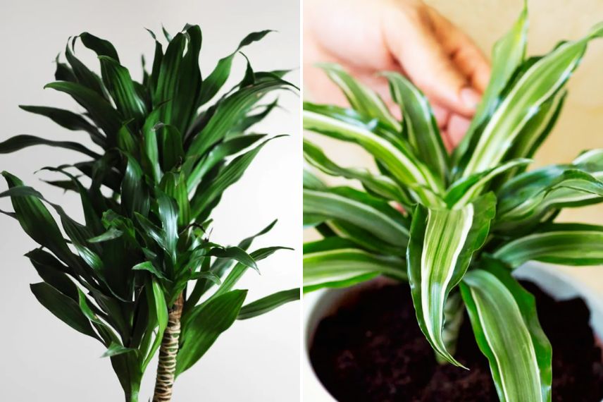 deux feuillages de dracaeana