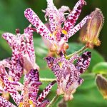 Les plantes à floraison mouchetée