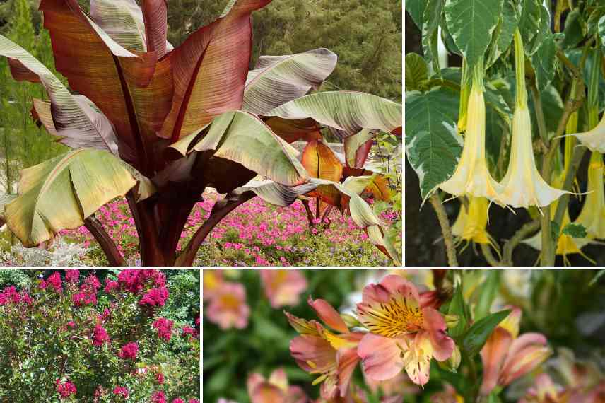 bananier petit jardin conseils