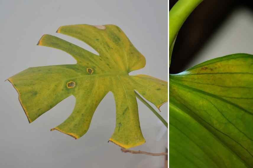 parasites sur monstera solution