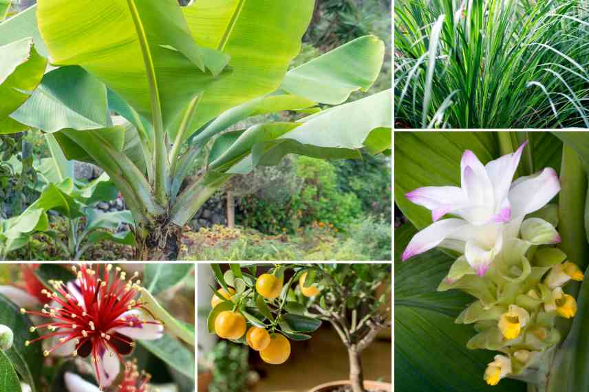 petit jardin bananier et fruitiers