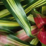 Les maladies et parasites du Neoregelia