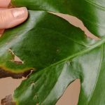 Les maladies et parasites du Monstera