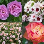 Rosiers : nos nouveautés Automne 2025